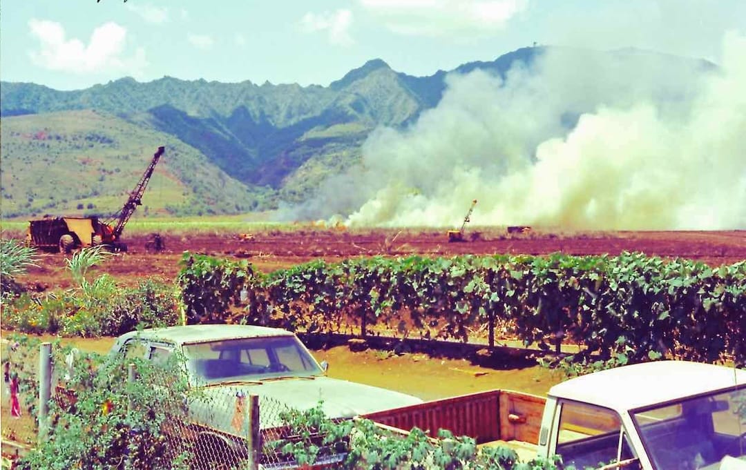  ... Burning Sugar Cane 