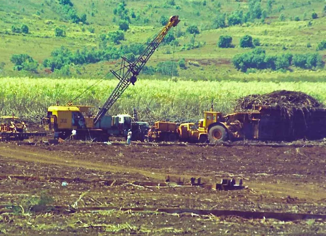  .. harvesting Sugar Cane 