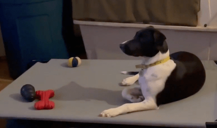 Kobe Watching Dog Show