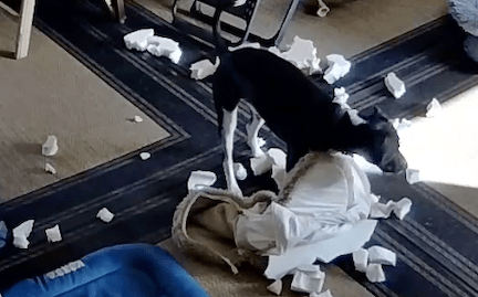 Kobe:  Being Naughty