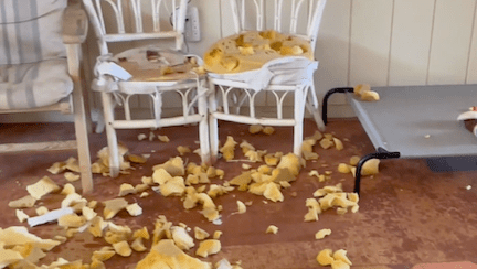 Kobe's mess:  Rattan chairs