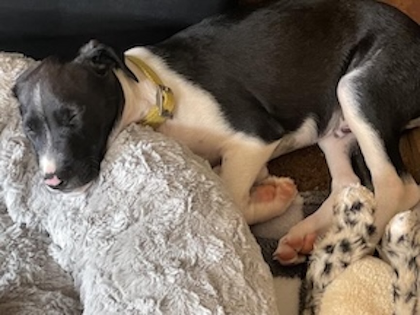  .. after some zoomies! 