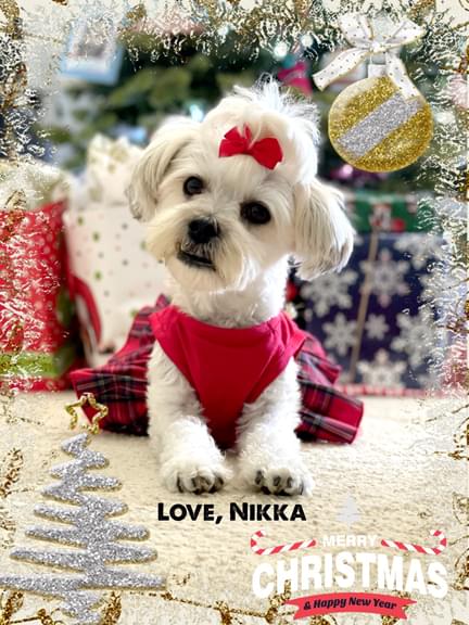 Nikka at Christmas