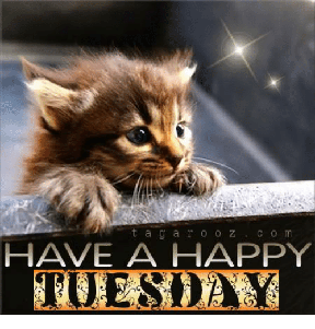 Tuesday meme graphic