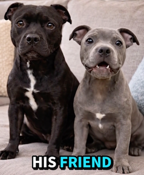 Daddy's friend said...